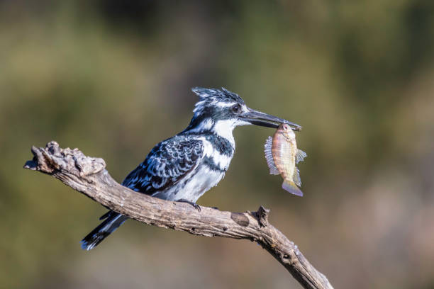 istock Pied kingfisher with a fish in its beak 979977362