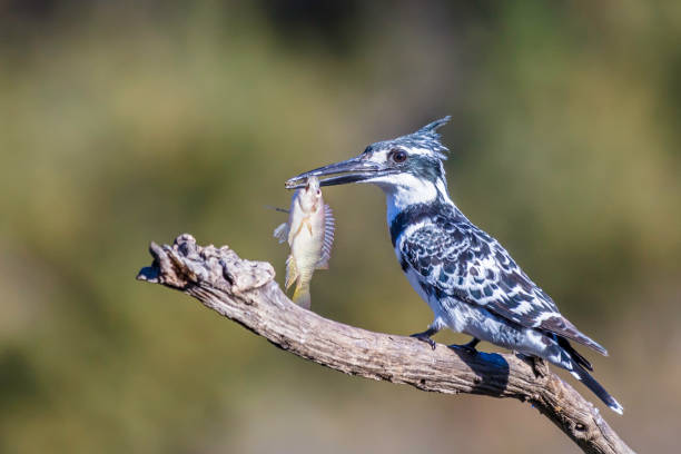 Pied kingfisher with a fish hooked in its beak