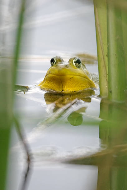 istock Male Green Frog head in water 97997794