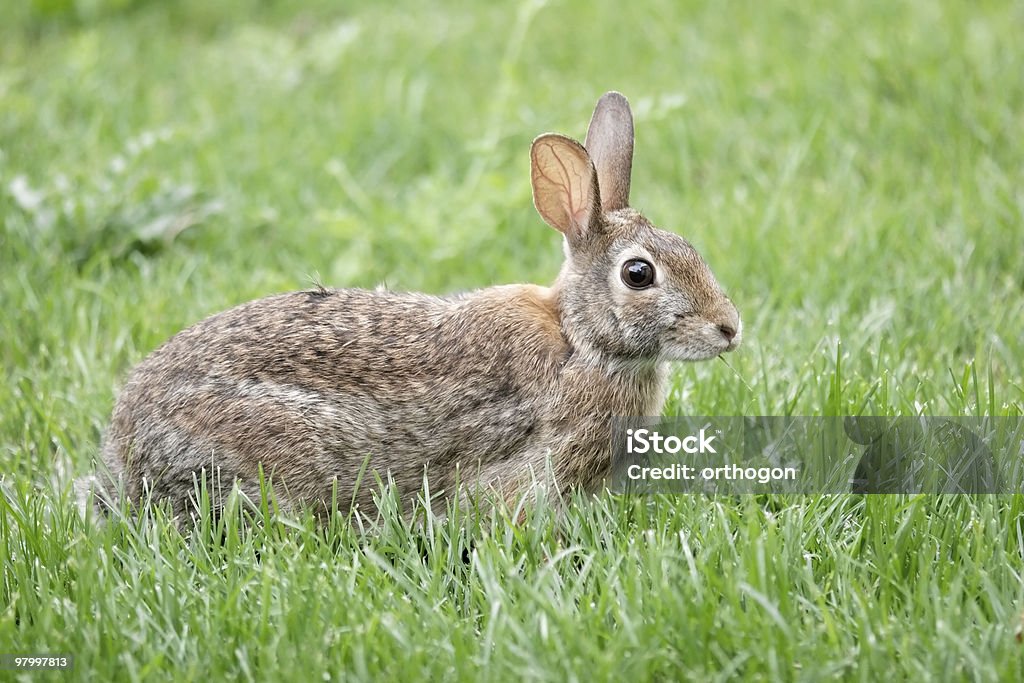 Eastern Cottontail Rabbit in grass - Royalty-free Dier Stockfoto