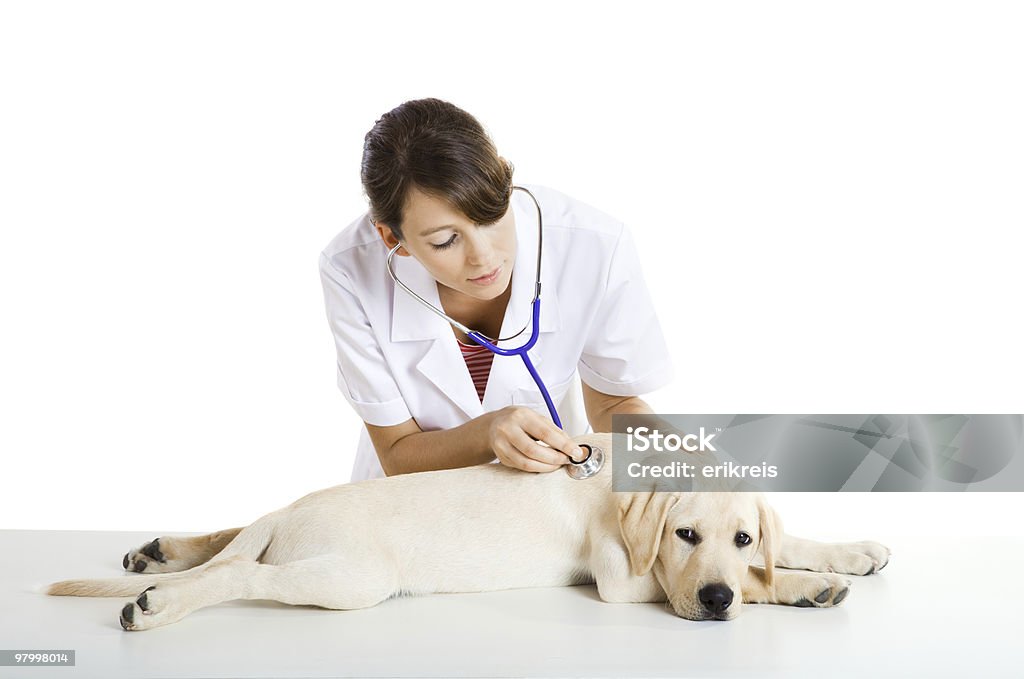 Veterinay prendersi cura di un cane - Foto stock royalty-free di Animale da compagnia