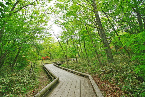 istock A tree path where Rhododendron kaempferi blooms 979981818