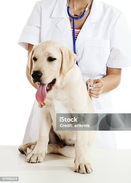 Veterinay Taking Care Of A Dog Stock Photo - Download Image Now - Adult, Adults Only, Animal