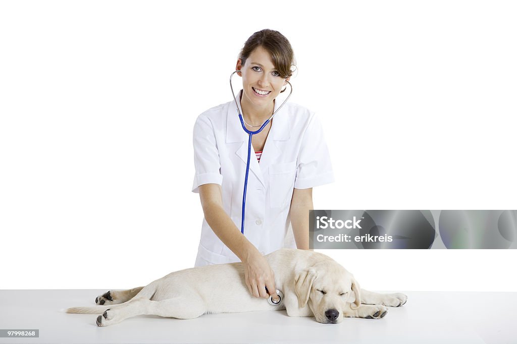 Veterinay prendersi cura di un cane - Foto stock royalty-free di Accudire