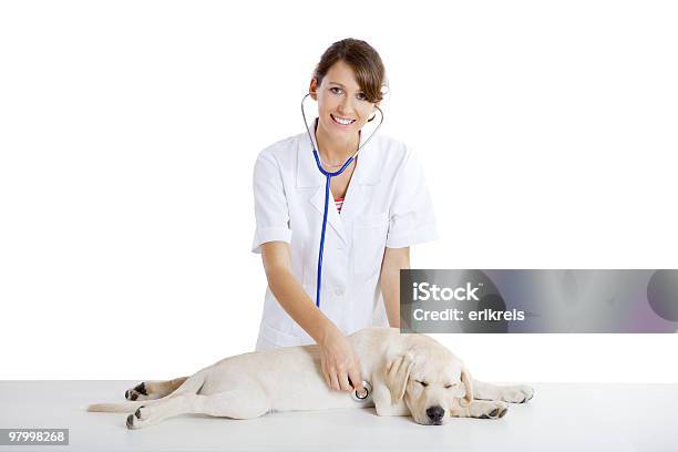 Veterinay Tendo O Cuidado De Um Cão - Fotografias de stock e mais imagens de 20-29 Anos - 20-29 Anos, Adulto, Animal