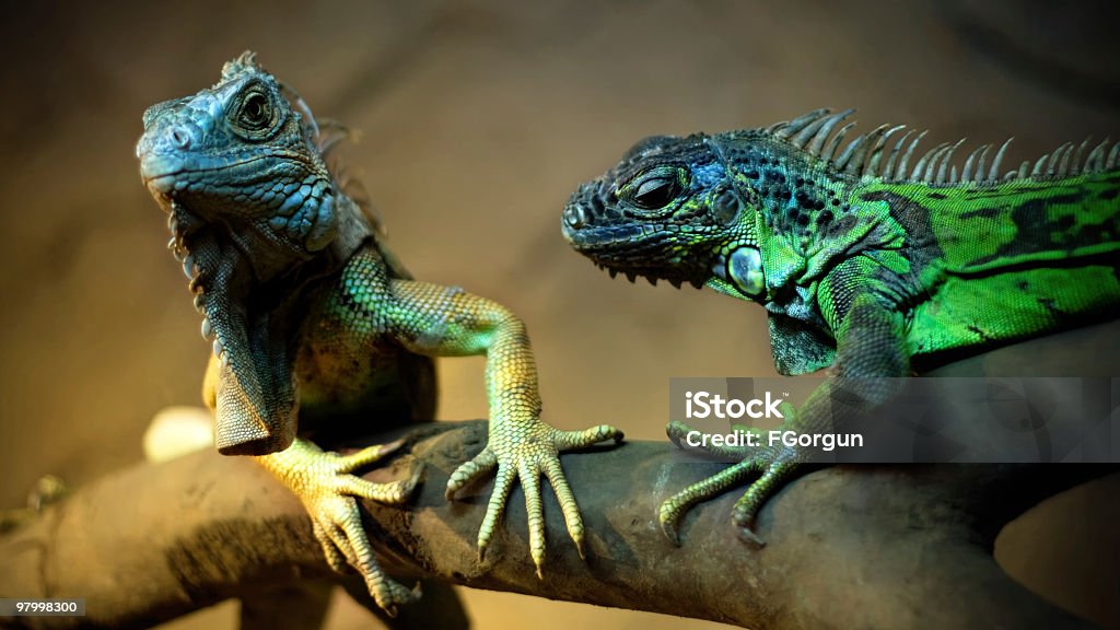 Amore di İguana - Foto stock royalty-free di Ambiente