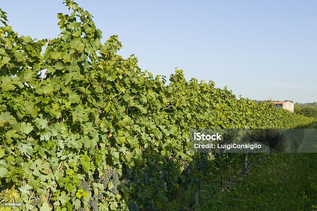 vineyards  Agricultural Field Stock Photo