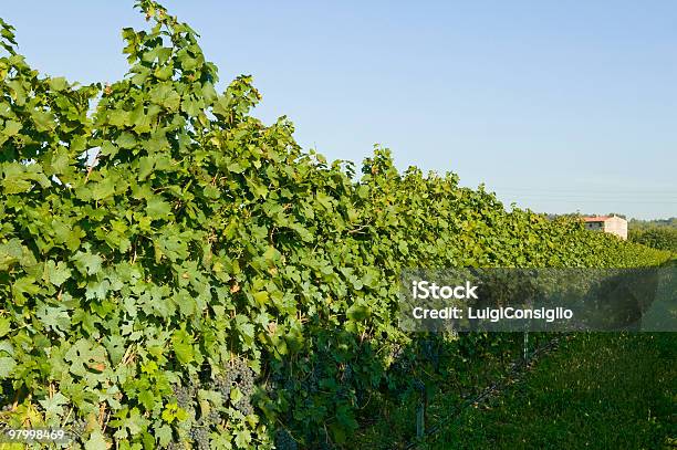 Vineyards Stock Photo - Download Image Now - Agricultural Field, Agriculture, Autumn