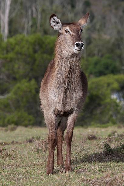 istock Waterbuck Female 97998570