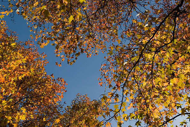 Autumn leaves (maple tree) stock photo