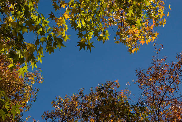 Autumn leaves (maple tree) stock photo