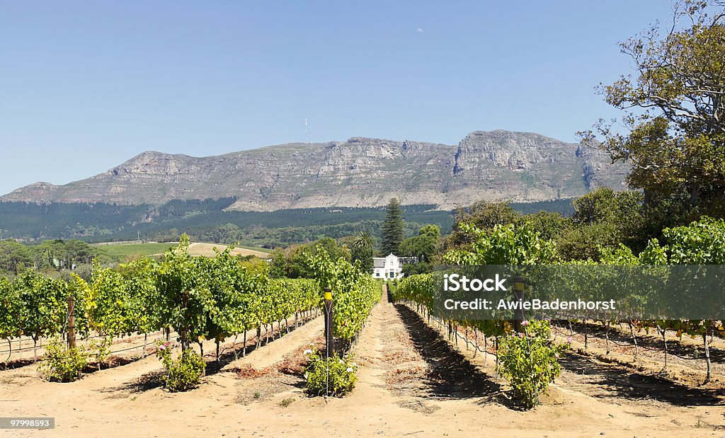 Tradicional Cape Dutch homestead - Foto de stock de Vinhedo royalty-free