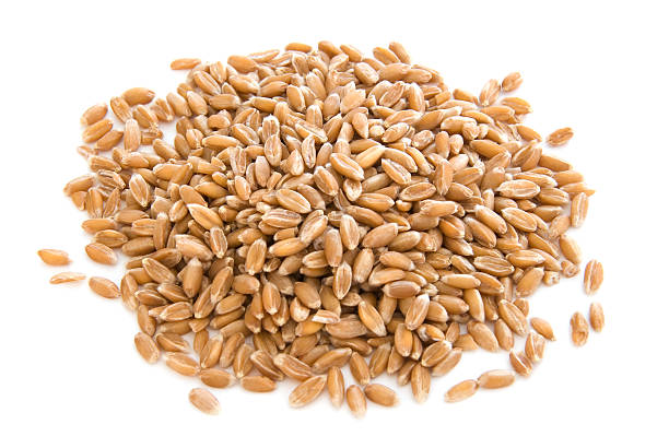 istock Pile of spelt berries on white 97998699