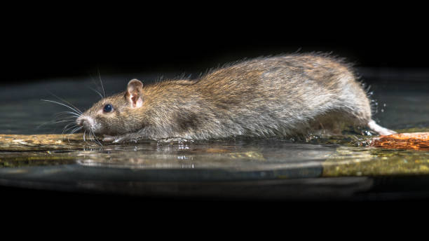 istock Wild brown rat moving in water 979990842