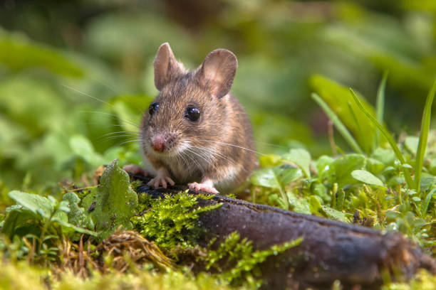 istock Cute Wood mouse peeking 979991762