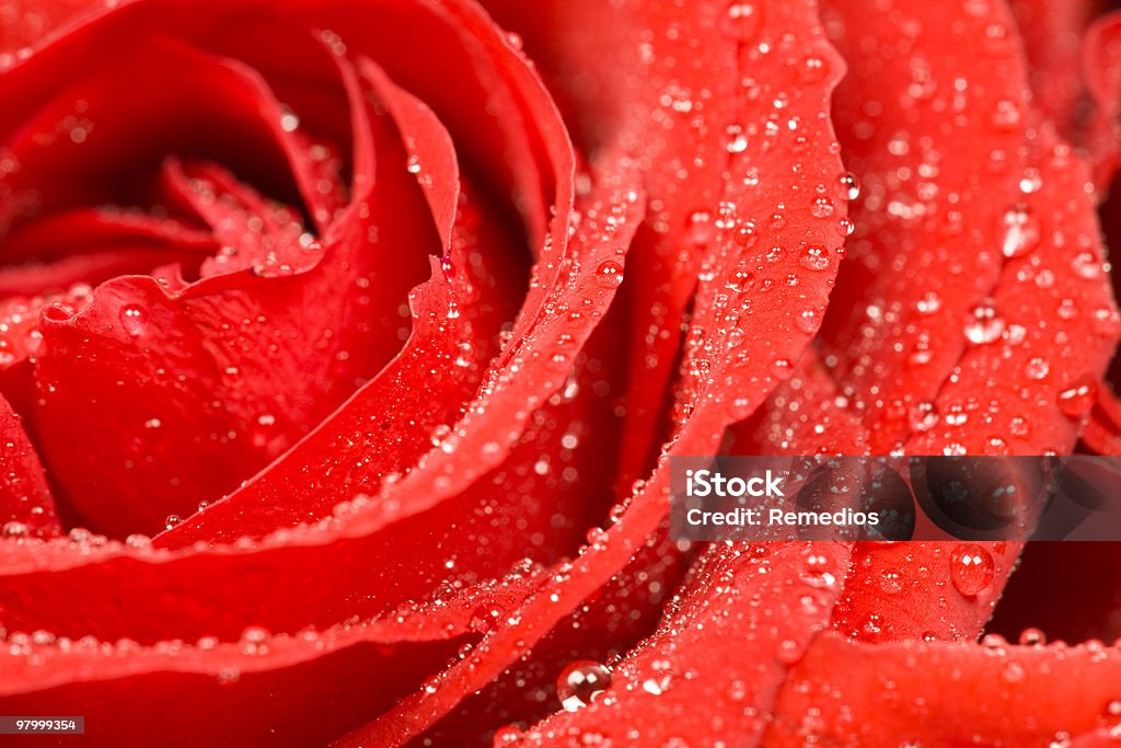 rosa - Foto stock royalty-free di Bocciolo