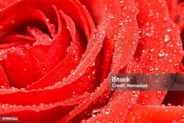 Rosa - Fotografie stock e altre immagini di Bocciolo - Bocciolo, Composizione orizzontale, Fotografia - Immagine