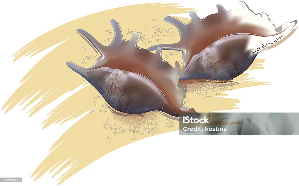 Shells in sand  Animal Shell stock vector