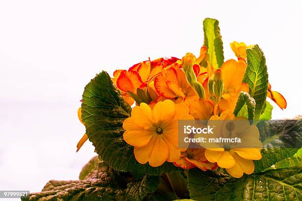 Foto de De Casamento e mais fotos de stock de Amarelo - Amarelo, Branco, Flor
