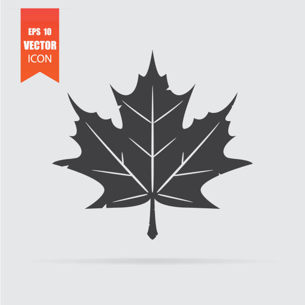 illustrazioni stock, clip art, cartoni animati e icone di tendenza di icona foglia d'acero in stile piatto isolata su sfondo grigio. - leaf canadian culture maple leaf canada