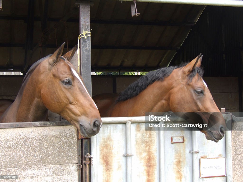 Pair of Horses  Animal Stock Photo