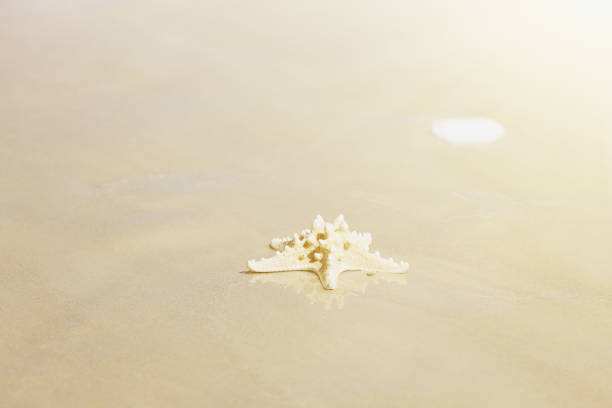 einzelne seestern am sandstrand am sonnigen strand - knobbly stock-fotos und bilder