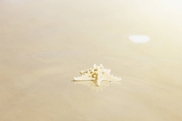 unique étoile de mer sur la plage de sable sur une plage déserte ensoleillée - knobbly photos et images de collection