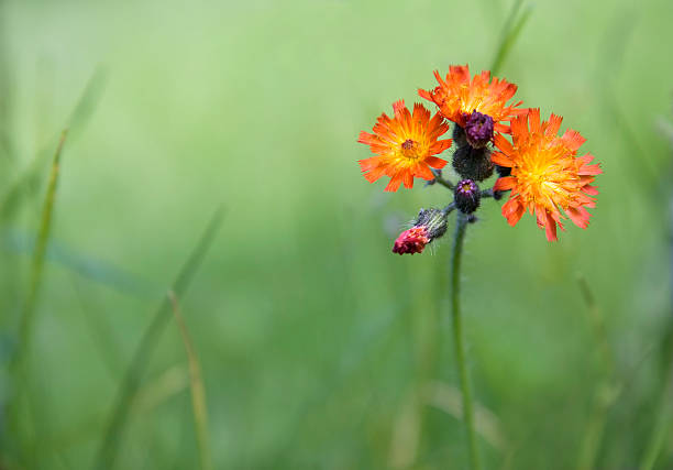 arancio hawkweed - indian paintbrush foto e immagini stock