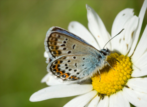 A cabbage Butterfly on a flower in spring