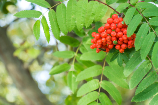 Vertical shot of the Mountain Ash Rowanberry Tree, with a blurry background and a clear view of the details of a few of its leaves. Rowans: Sorbus aucuparia Tree