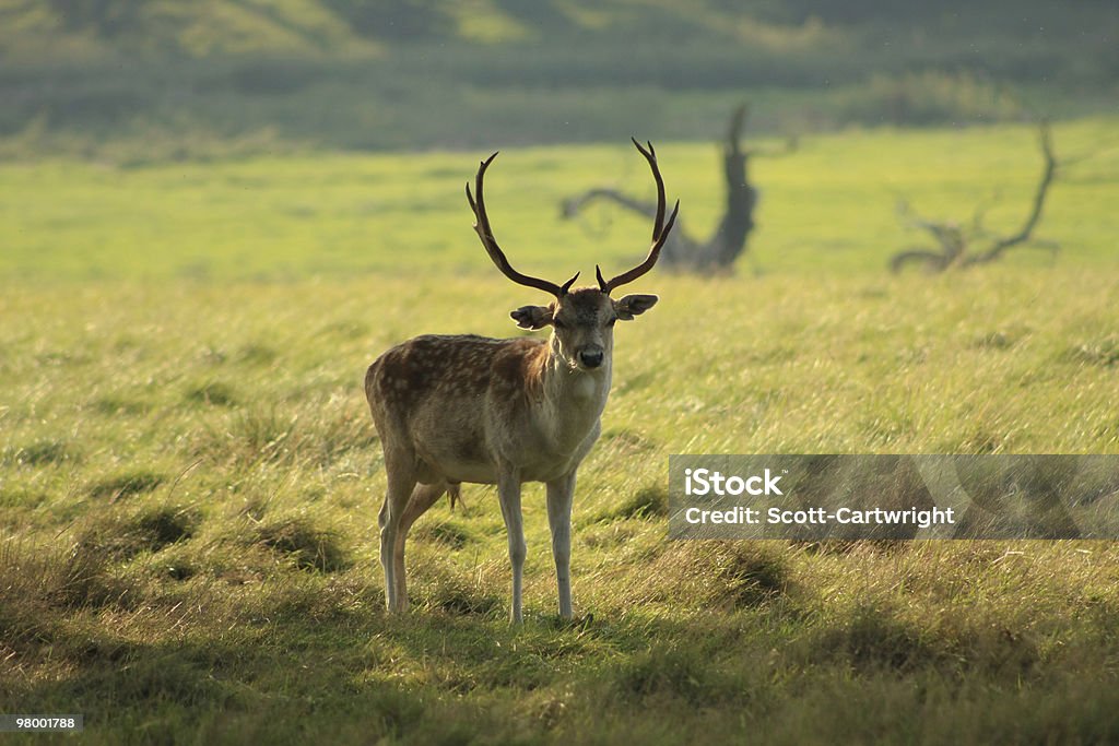 Stag Deer - Foto de stock de Animais Machos royalty-free