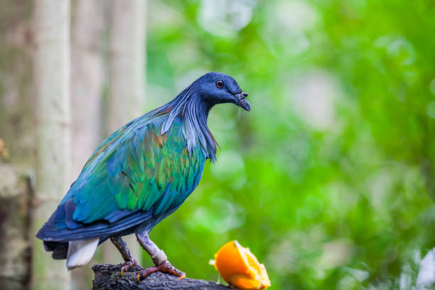 istock Close-up view of a Nicobar pigeon 980017942