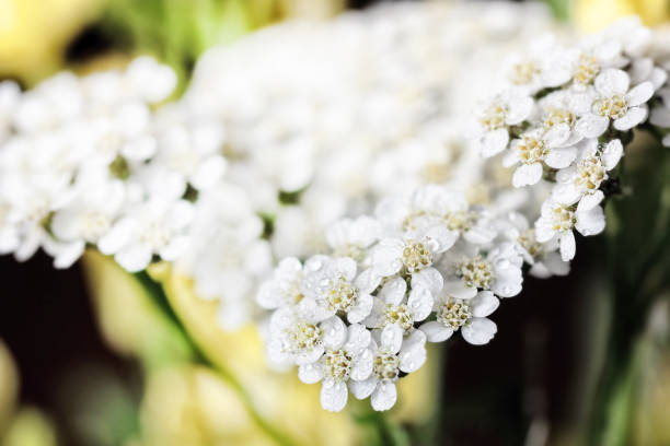 istock White flowers of yarrow large 980023680