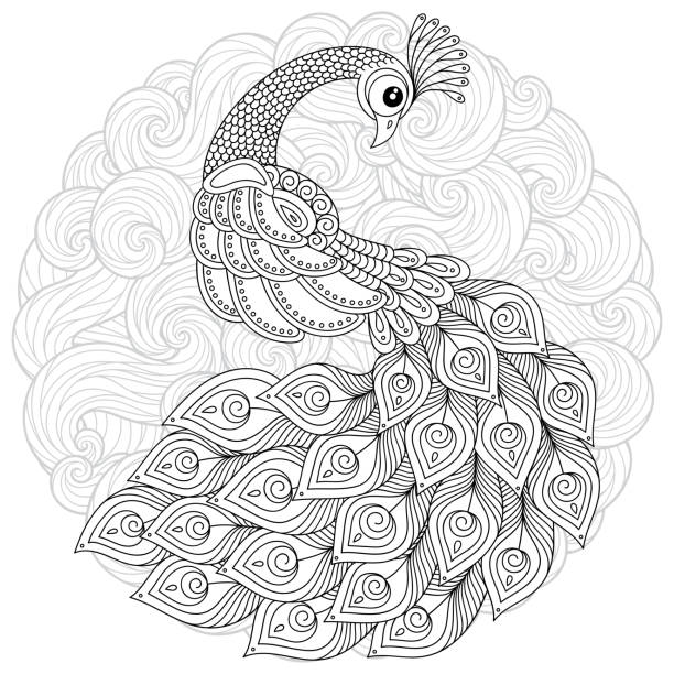 ilustraciones, imágenes clip art, dibujos animados e iconos de stock de pavo real en estilo zen. página para adultos anti-stress para colorear. - peacock feather outline black and white
