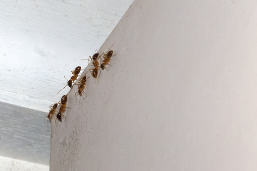 Ants indoors on a white door near Kuranda in Tropical North Queensland, Australia