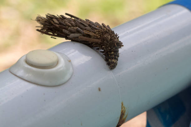 bướm đêm trường hợp, thuộc họ, psychidae, ấu trùng trong một kén gậy được giữ lại với nhau bằng lụa trên ống kim loại của một hồ bơi gần kuranda ở vùng nhiệt đới bắc queensland, úc - striped bagworm caterpillar hình ảnh sẵn có, bức ảnh & hình ảnh trả phí bản quyền một lần
