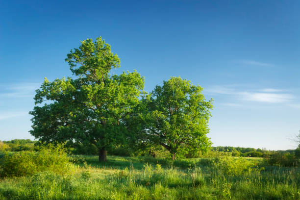 istock Summer green nature landscape with clear blue sky on sunny day 980031334