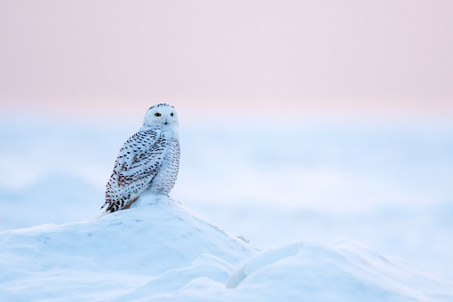 Snowy Owl perched on a mound of ice and snow at sunset in Ontario