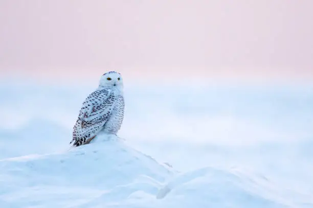 Photo of Snowy Owl