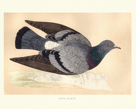 Vintage engraving of a Rock dove, rock pigeon or common pigeon (Columba livia) a member of the bird family Columbidae (doves and pigeons). In common usage, this bird is often simply referred to as the pigeon. from Francis Orpen Morris, A History of British Birds.