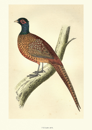 Vintage engraving of a ccommon pheasant (Phasianus colchicus) a bird in the pheasant family (Phasianidae). T. from Francis Orpen Morris, A History of British Birds.