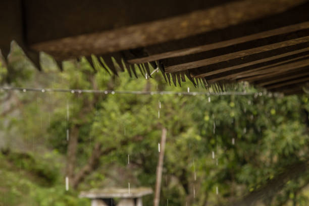 Rain falling on and running off an old tin roof during a storm with green foliage