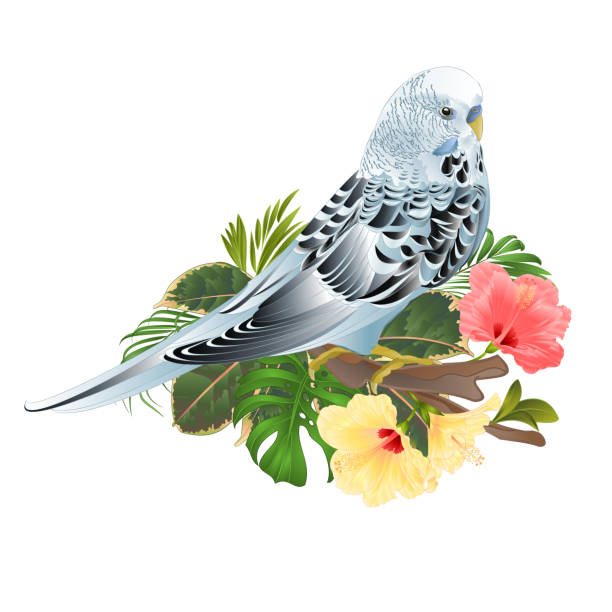Budgerigar, home pet ,blue pet parakeet on a branch bouquet with tropical flowers hibiscus, palm,philodendron on a white background vintage vector illustration editable Budgerigar, home pet ,blue pet parakeet on a branch bouquet with tropical flowers hibiscus, palm,philodendron on a white background vintage vector illustration editable hand draw blue budgies cartoons stock illustrations