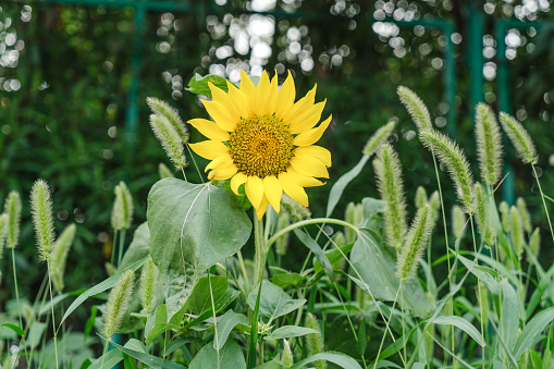 Shot in a farm in Suzhou, China