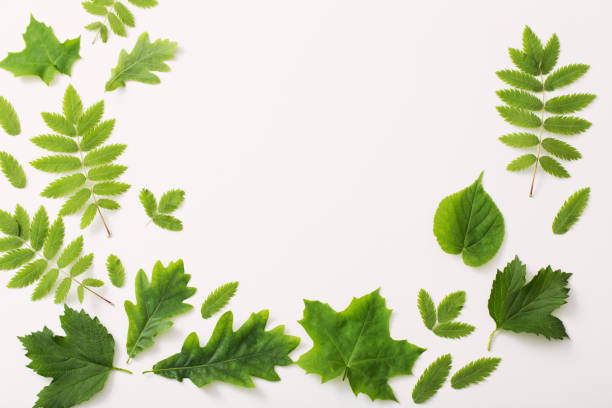 istock green leaves on paper background 980039450