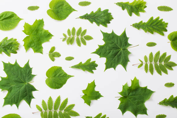 istock green leaves on paper background 980039452