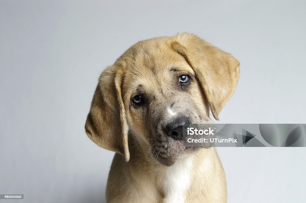 Tragically adorable puppy begging for something An irresistably cute puppy with a pleading look.  Neuter Stock Photo