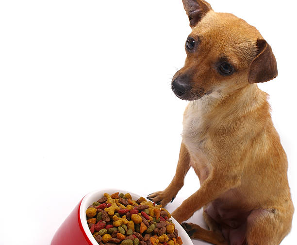 istock Can I Eat Yet? 98004141