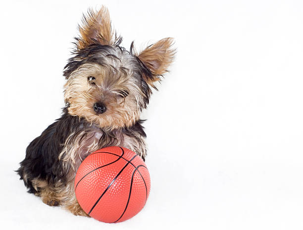 istock Yorkshire Terrier Puppy with Basketball 98004300