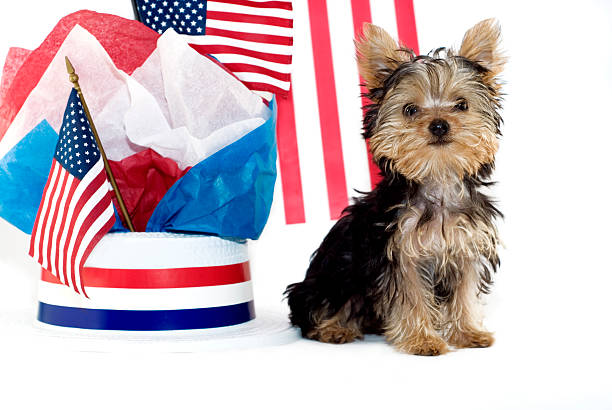 istock Yorkie Puppy with Patriotic Theme 98004309